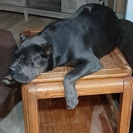 Shadow - Gray brindle female Cane Corso puppy in Los Lunas, New Mexico from Top Gun Kennels NM