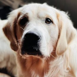 Golden Retrievers from Paws On the Path LLC