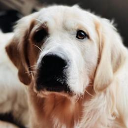 Golden Retrievers from Paws On the Path LLC