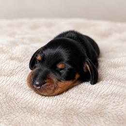 Dachshund Puppies from GE Miniature Dachshunds