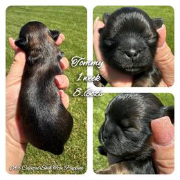 Tommy - Red male Shih Tzu puppy in Maize, Kansas from Air Capital Shih Tzu Puppies
