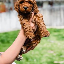 Goldendoodle Puppies from Bountiful Doodles