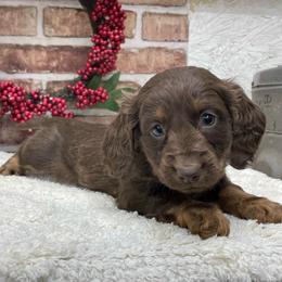 Nellie - Chocolate and tan female Dachshund puppy in Industry, Illinois from KDKs Kennels