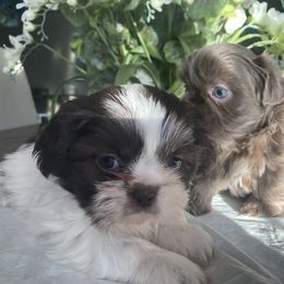 Shih Tzu Puppies from IMB Shih Tzu