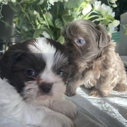 Shih Tzu Puppies from IMB Shih Tzu