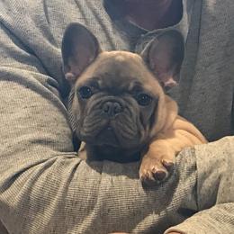 French Bulldogs from Grandiose Frenchies