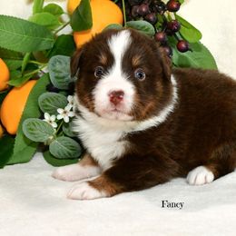 Fancy - Red tri-color female Australian Shepherd puppy in Ranger, Texas from Outback Mini Aussies