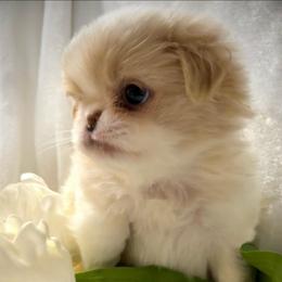 Tsubaki - Lemon and white female Japanese Chin puppy in Davisville, Missouri from Uniquely Yours, Shelly’s Japanese Chins