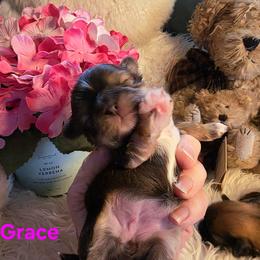Grace - Chocolate and tan female Shih Tzu puppy in Center Point, Iowa from Puppies in a Box Shih tzus
