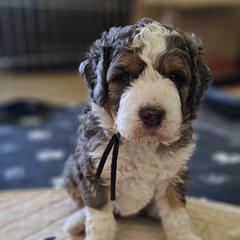 Aussiedoodle and Double Doodle Puppies from Parrish Precious Ones Texas