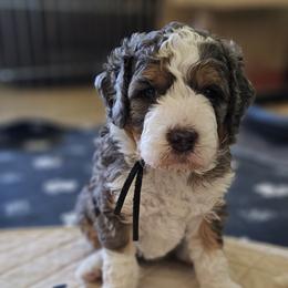 Aussiedoodle and Double Doodle Puppies from Parrish Precious Ones Texas