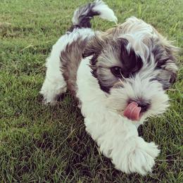 Havanese from Third Coast Havanese