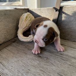 Boy 2 - Seal and white male Boston Terrier puppy in Chillicothe, Ohio from 740 kennels