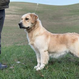 Whiskey - Golden Retriever