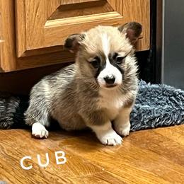 Cub 5yr health guarantee - Red male Pembroke Welsh Corgi puppy in Vernal, Utah from Bingo's Kennel
