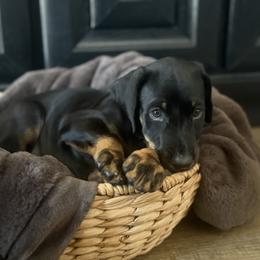 Doberman Pinscher Puppies from Haus of Hound
