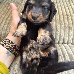 Black and Cream 4000 Male LH Orange - Black and cream male Dachshund puppy in Fenton, Michigan from Always Darling Dachshunds