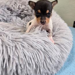 Boy 1 - White black and tan male Toy Fox Terrier puppy in Leeton, Missouri from Foxlace Farms Toy Fox Terriers