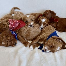 Goldendoodle Puppies from Daring Doodles