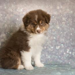 Australian Shepherd Puppies from SS Australian Shepherds