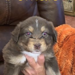 Miniature Australian Shepherd Puppies from River Valley Aussies