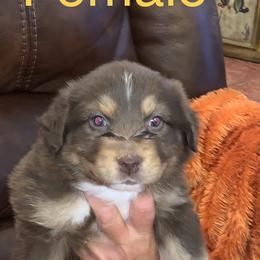 Miniature Australian Shepherd Puppies from River Valley Aussies