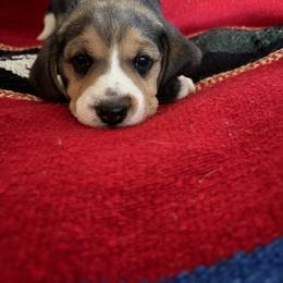 Boy 1 - Black fawn and white male Beagle puppy in Phoenix, Arizona from Trevillian Beagles
