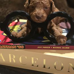 Leonard - Red  male Poodle puppy in Statesboro, Georgia from Briar Creek Kennels