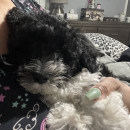 Schnoodle Puppies from DM Schnoodles