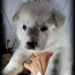 Artemis - White male German Shepherd puppy in Sequim, Washington from German Shepherd Haus