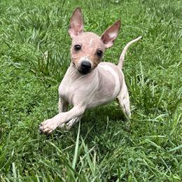 Rowan - White and red female American Hairless Terrier puppy in Buckingham, Illinois from Gaus Hof