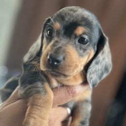 Dachshund puppies from New Life Miniature Dachshunds