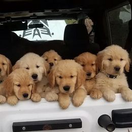 Golden Retrievers from Mount Diablo Golden Retrievers