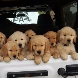 Golden Retrievers from Mount Diablo Golden Retrievers
