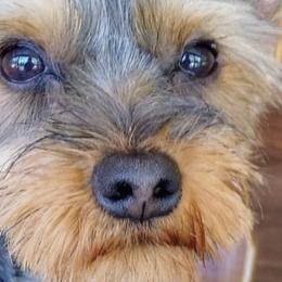 Assorted Doodle Crosses, Maltipoos, Shih Tzus, and Yorkshire Terriers from Faery Acres Family Farm
