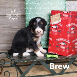Brew - Tri-color male Bernedoodle puppy in Heyworth, Illinois from Cobble Creek Puppies