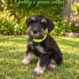 Miniature Schnauzer puppies from Phoenix Ranch