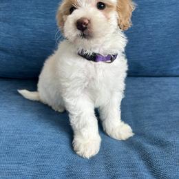Cavalier King Charles Spaniel, Cavapoo, Havanese, Havapoo, and Poodle Puppies from West Cobb Dogs