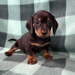 Black - Black and tan female Dachshund puppy in George West, Texas from Rockin M Kennel