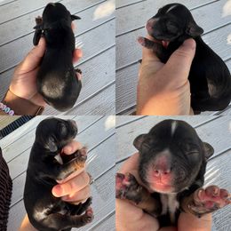 Black and Tan boy - Black and tan male English Cocker Spaniel puppy in Millen, Georgia from Pine Hill Kennels