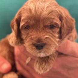 Girl 3 - female Australian Labradoodle puppy in Bend, Oregon from High Desert Labradoodles