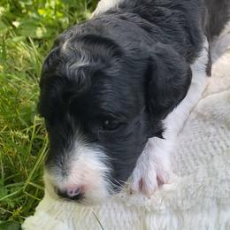 Brioche - Black and white female Sheepadoodle puppy in Columbia, Tennessee from Primrose Cottage Puppies