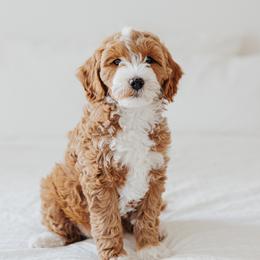 Goldendoodle Puppies from KZ Doodles