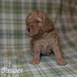 Jasper - Buff male Cockapoo puppy in Sunset, Louisiana from Cano Cockapoos