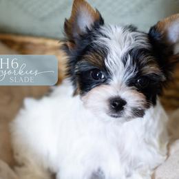 Slade - Parti male Yorkshire Terrier puppy in Austin, Texas from H6 Yorkies