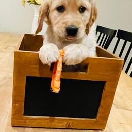 Miss Orange - Golden female Golden Retriever puppy in Carmichael, California from Sadie Lane Family Goldens