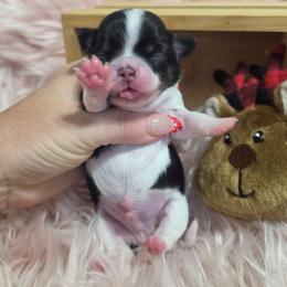Peanut - Black and white male Chihuahua puppy in Brooksville, Florida from Daystars Chihuahuas