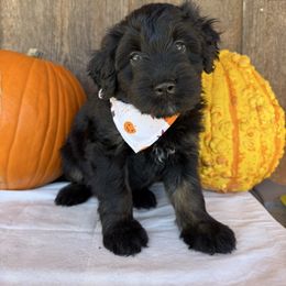 Auburn - Black tri-color female Aussiedoodle puppy in Eastland, Texas from H5 Mini Doodles