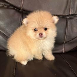 Faith - Cream female Pomeranian puppy in Texas from Tiny Tornado Poms