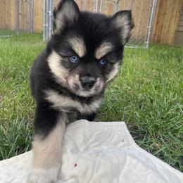 Pomsky Puppies from Blue Sky Pomsky